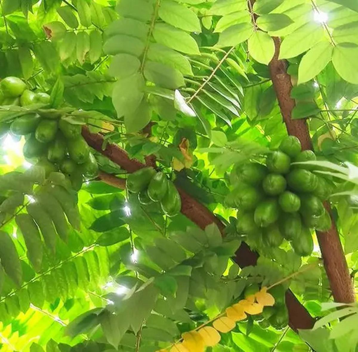 Manfaat Belimbing Wuluh, Rahasia Buah Asam Penurun Kolesterol