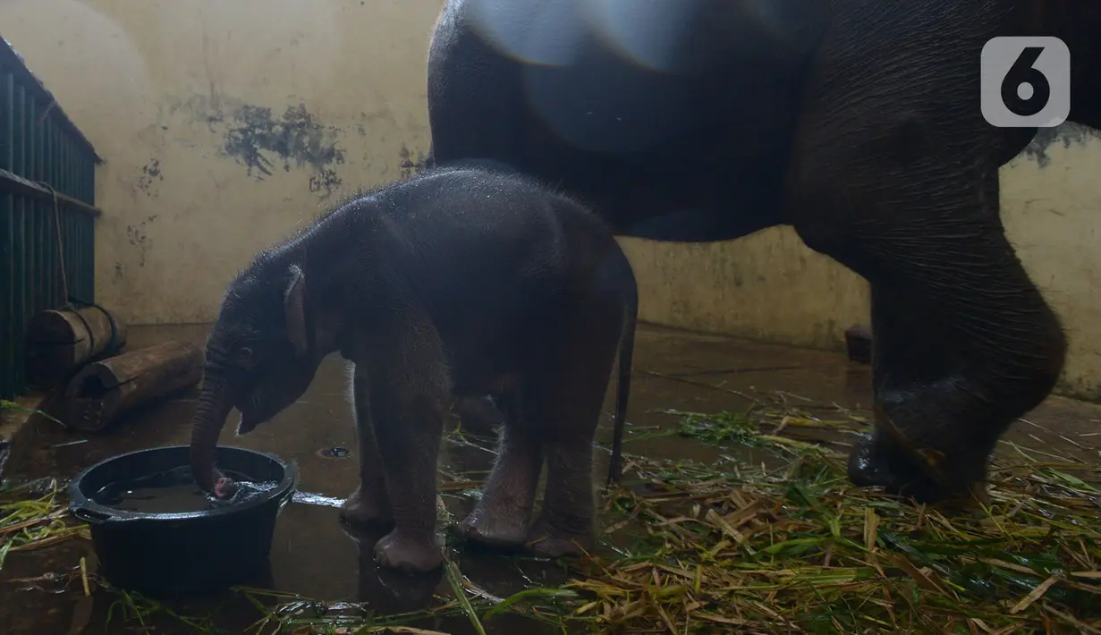 Bayi gajah Sumatera (Sumatran elephant) meminum air saat berada dalam kandangnya di Taman Safari Indonesia Cisarua, Bogor, Jawa Barat, Rabu (13/5/2020). Bayi gajah jantan bernama Covid itu hasil perkawinan gajah Sumatera, Nina dan Kodir. (merdeka.com/Imam Buhori)