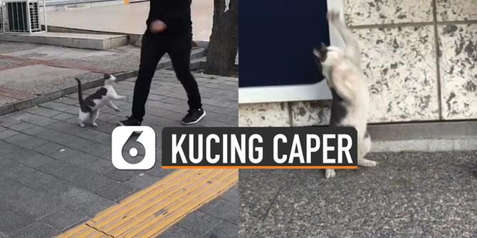 VIDEO: Caper Banget, Kucing Ini Cakar Setiap Orang yang Lewat
