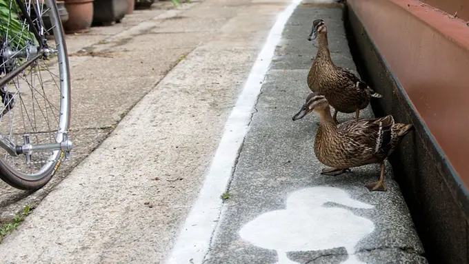 Jalan khusus bebek di London, Inggris