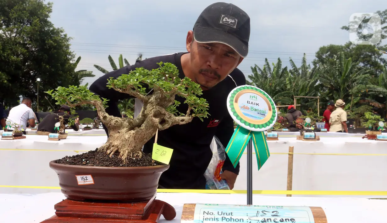 <p>Pengunjung melihat tanaman bonsai saat pameran dan kontes di Lapangan Bola Chikal, Tapos, Depok, Jawa Barat, Minggu (4/12/2022). Pameran dan kontes yang digelar oleh Perkumpulan Penggemar Bonsai Indonesia (PPBI) Cabang Depok tersebut diikuti 500 peserta. (merdeka.com/Arie Basuki)</p>