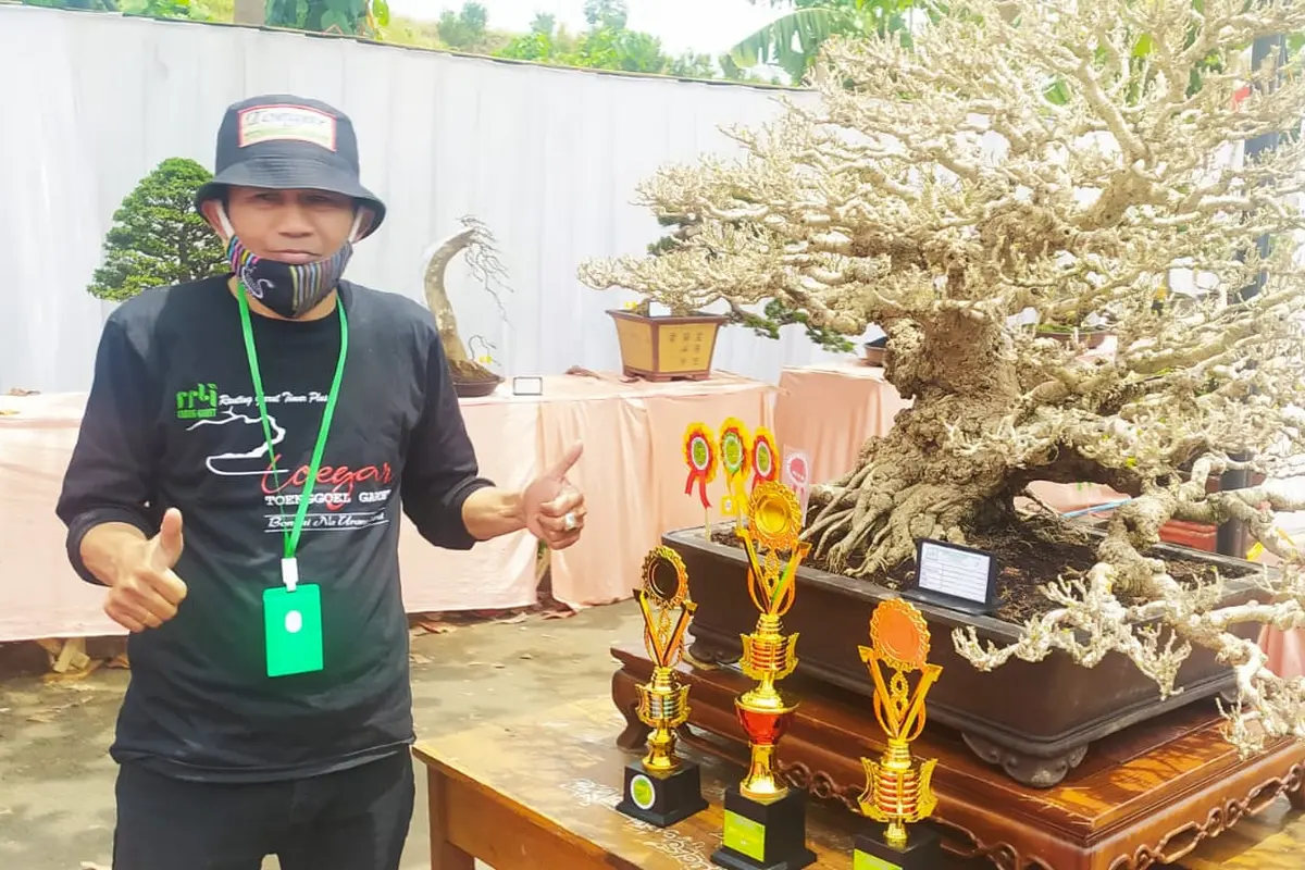 Masa pandemi Covid-19 yang sudah berlangsung dalam dua tahun terakhir, cukup memukul ekonomi warga, sehingga datangnya gelaran atau kontes bonsai, mampu menggairahkan minat para komunitas.