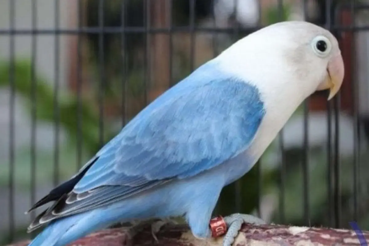Pakan Burung Lokal Pilihan Kicau Mania yang Sedang Viral