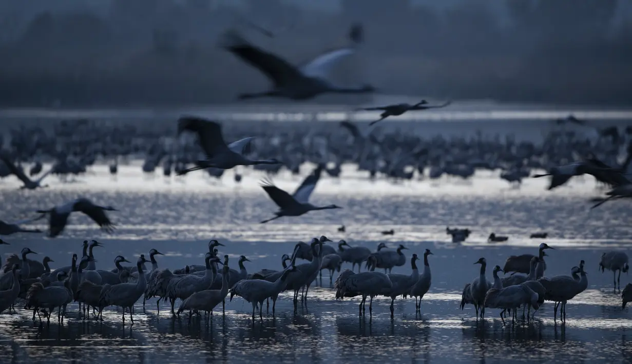 Burung bangau yang melakukan migrasi berkumpul bersama di kawasan konservasi Danau Hula, utara Laut Galilea, Israel, Rabu (24/2/2021). Lebih dari setengah miliar burung dari sekitar 400 spesies berbeda melewati Lembah Jordan ke Afrika dan kembali ke Eropa sepanjang tahun ini. (AP Photo/Oded Balilty)