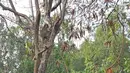 Seekor monyet terlihat di atas pohon di kawasan Pantai Indah Kapuk (PIK), Jakarta, Selasa (17/9/2019). Kawanan monyet yang berasal dari Suaka Margasatwa Muara Angke tersebut keluar dari habitatnya ke jalan untuk mencari makanan. (Liputan6.com/Herman Zakharia)