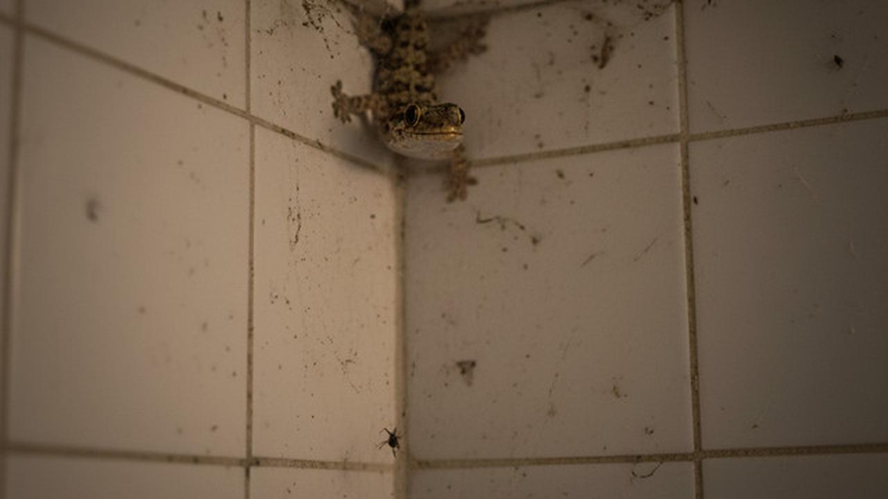 Alasan Cicak Betah di Kamar Mandi dan Cara Mengurangi Kehadirannya, Solusi untuk Rumah Lebih Bersih