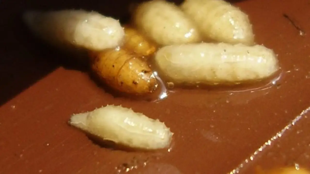 Olahan Larva Lalat, Solusi Kelaparan Dunia