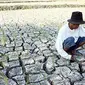 Seorang petani mengamati lahan tanaman padinya yang kering kerontang di Desa Genengwaru, Kecamatan Rembang, Kabupaten Pasuruan, Jawa Timur.(Antara)