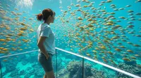 Arti Mimpi Melihat Banyak Ikan, Simbol Keberuntungan dan Keberlimpahan