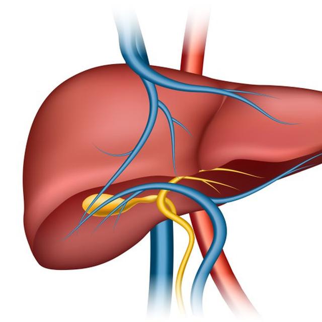 12 Fungsi Hati Dalam Tubuh Penting Untuk Metabolisme Hot Liputan6 Com
