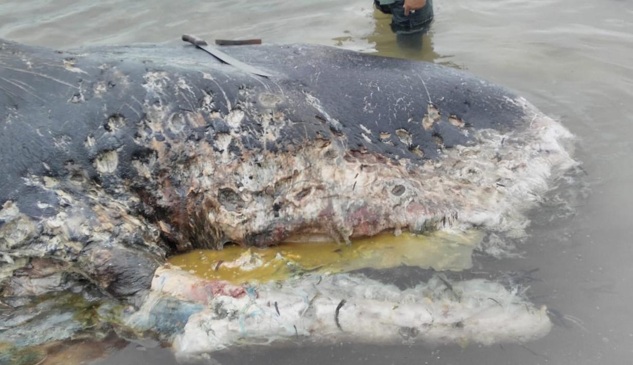 Kondisi bangkai paus sperma yang ditemukan terdampar di perairan Wakatobi, Sulawesi Tenggara, Senin (19/20). Paus dengan panjang 9,5 meter itu ditemukan oleh nelayan dalam kondisi sudah mati dan mulai membusuk. (Liputan6.com/HO)
