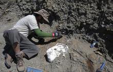 Ilmuwan Kanada temukan fosil dinosaurus bertanduk Wendiceratops