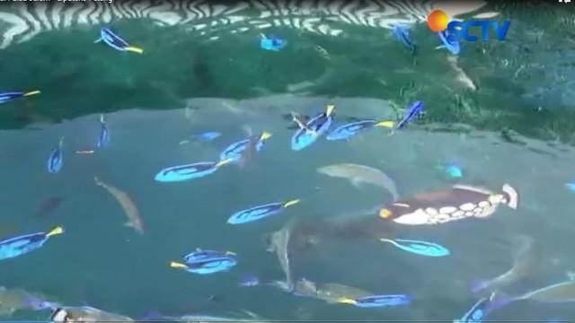 Aneka jenis ikan laut seperti ikan hias hingga hiu sirip dan hiu paus dapat terlihat dengan mata telanjang.