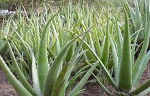 Jenis-Jenis dan Manfaat Luar Biasa dari Lidah Buaya atau Aloe Vera