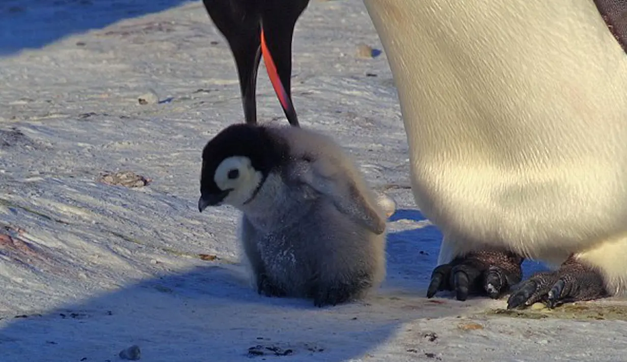 Bayi pinguin saat diajarkan jalan di gundukan salju Benua Antartika. nanti ia akan ditinggalkan pada umur 5 bulan untuk beradaptasi dengan lingkungannya. (Dailymail.co.uk)