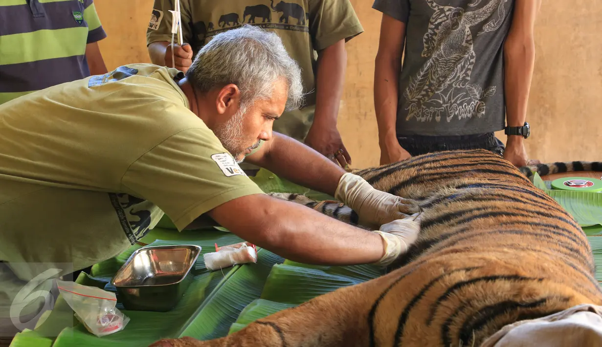 Drh. Anhar Lubis memeriksa kondisi Harimau Sumatera yang terluka akibat terjerat jebakan rusa yang dipasang oleh warga, Mandailing Natal, Sumut, Sabtu (28/11/2015). (Foto:Ori Kakigunung)