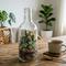 Terrarium Tertutup (Closed Terrarium), salah satu ide bottle garden untuk ruang tamu. [Foto: Gemini]
