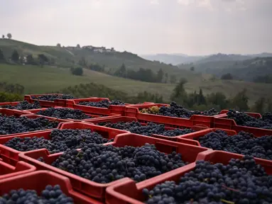 Keranjang berisi anggur Nebbiolo terlihat selama panen di Laghe Country side dekat Turin, Italia (14/9/2019). Anggur Nebbiolo tersebut digunakan untuk membuat wine Barolo. (AFP Photo/Marco Bertorello)