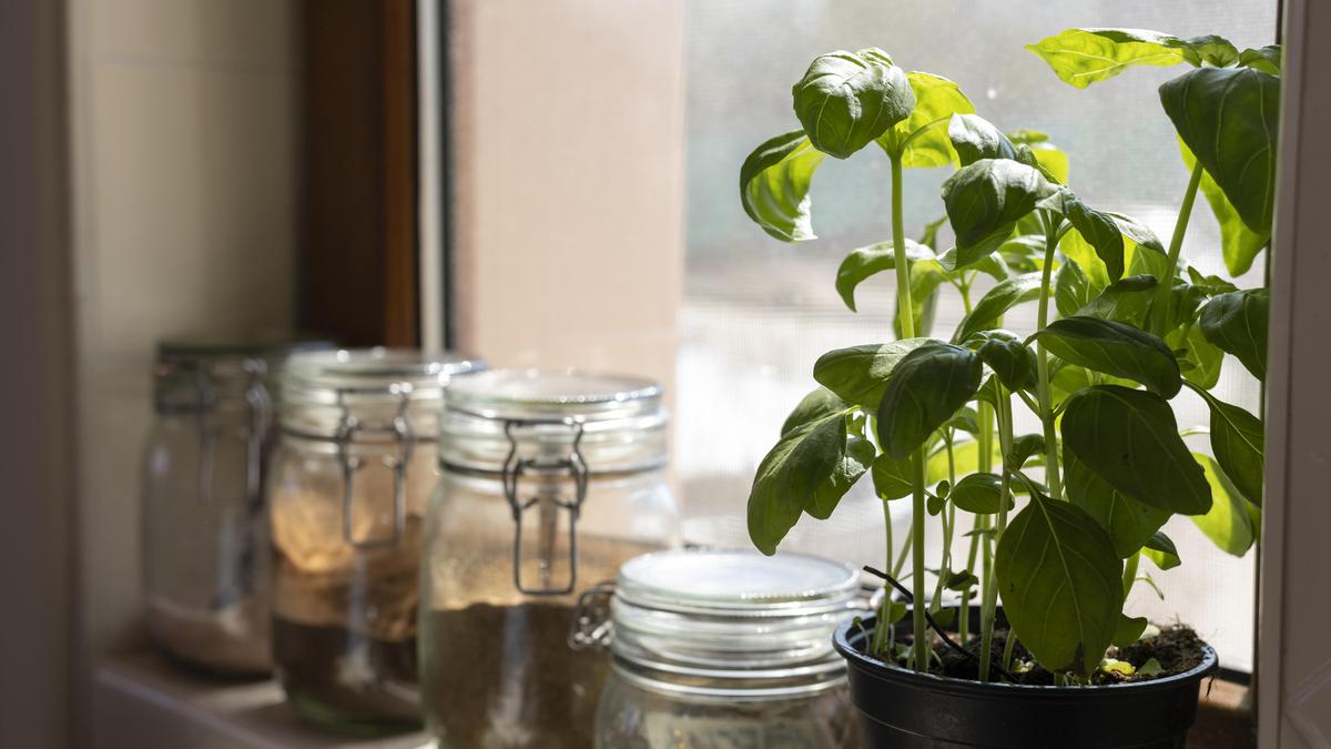 Ubah Dapur Menjadi Apotek Herbal dengan Tanaman Sehat Ini
