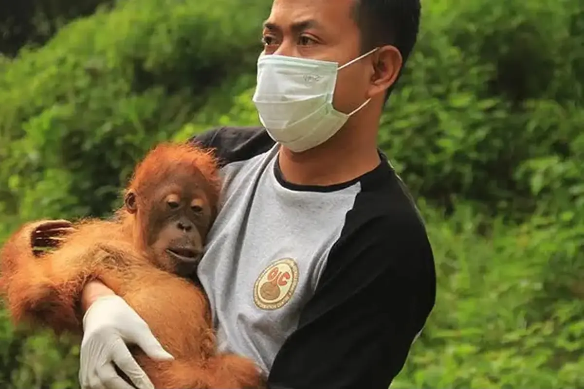 Upaya penyelamatan orang utan dari ancaman deforestasi di Sumatera