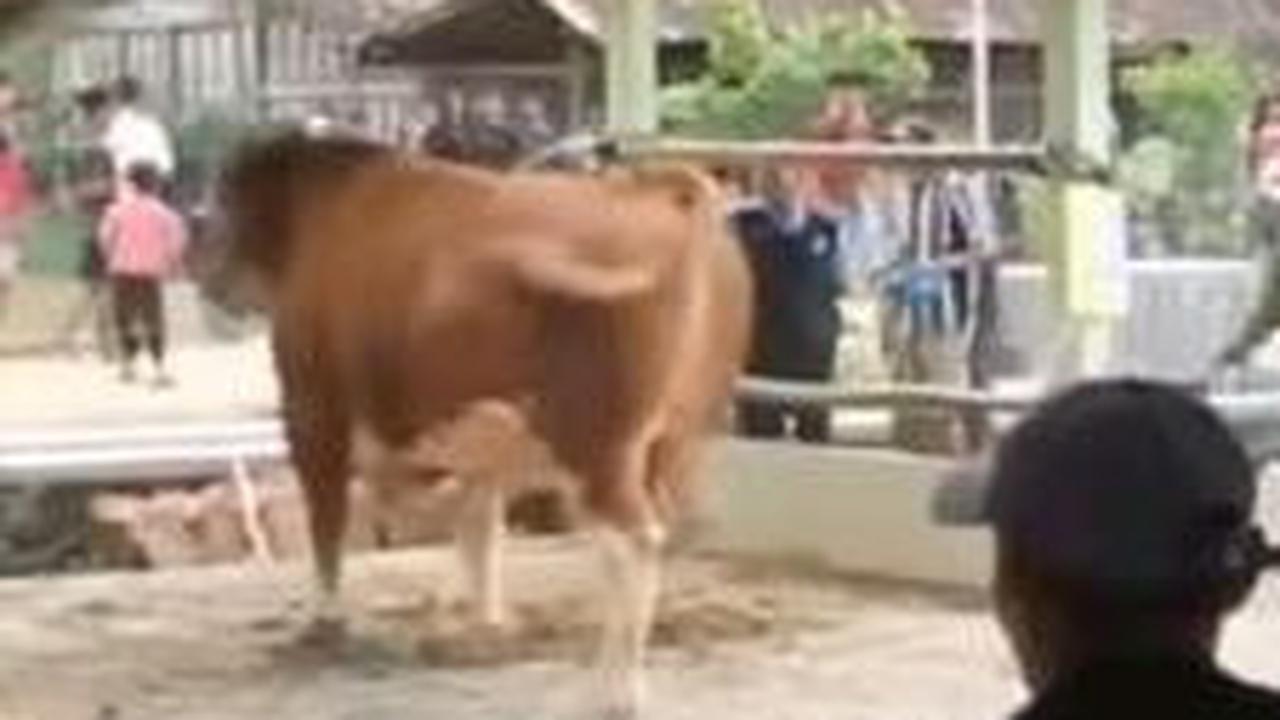 Diketahui, sapi tersebut mengamuk saat warga berupaya menjatuhkannya untuk kemudian disembelih.