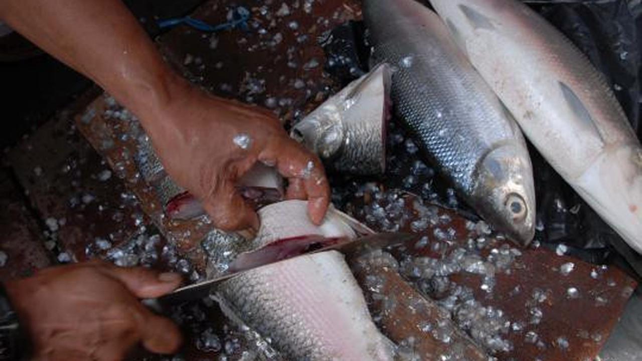 Jelang Imlek, harga Ikan Bandeng mengalami kenaikan