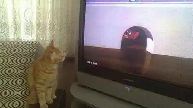 6 Momen Kebetulan Tingkah Kucing Sama dengan Tokoh di TV Ini Bikin Gemas