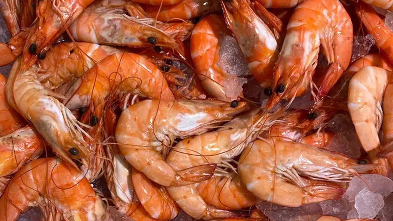 Rahasia Penyimpanan Udang agar Tetap Segar hingga Satu Bulan