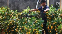 Tips Menyimpan Daun Jeruk agar Tetap Segar Selama 3 Bulan, Lakukan Hal Ini