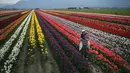 Seorang pria menggendong seorang perempuan di punggungnya saat berpose untuk foto di Festival Tulip Abbotsford di Lakeland Flowers, di Abbotsford, British Columbia, Rabu, 3 Mei 2023. (Darryl Dyck/The Canadian Press via AP)