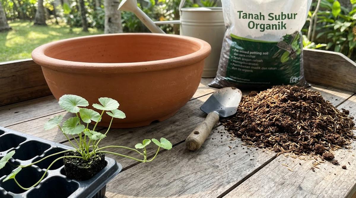 Ilustrasi Cara Menanam Pegagan dalam Pot Dangkal/AI Generated