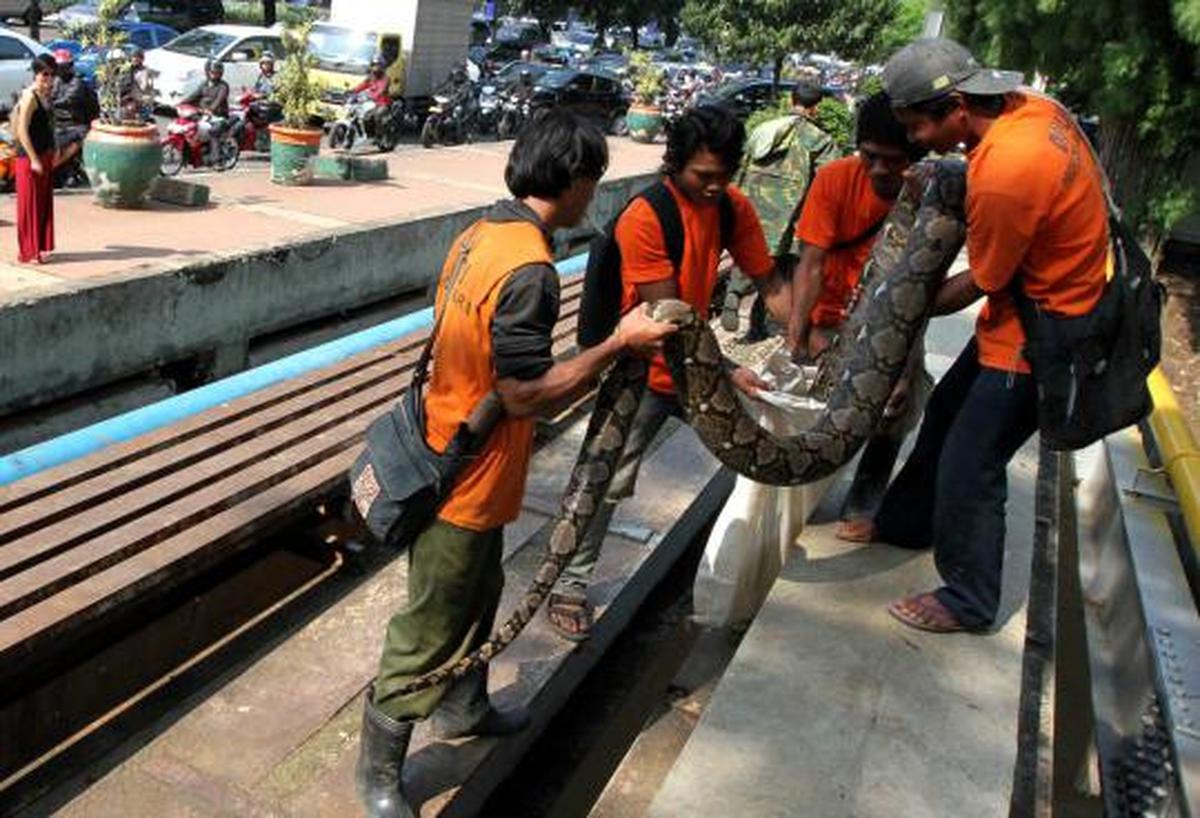 Ular sanca 6 meter ditemukan di Jalan Jenderal Sudirman