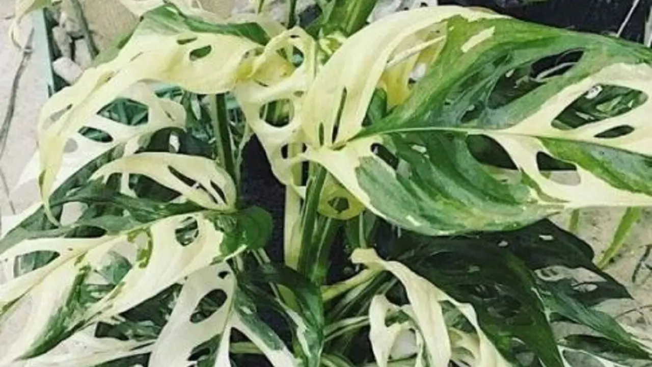 Monstera adansonii variegata