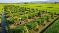 7 Ide Surjan dengan Pohon Buah di Sawah yang Bisa Menambah Penghasilan Petani