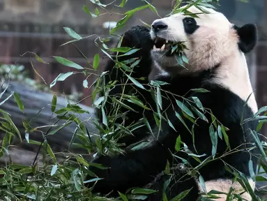 Panda raksasa, Bei Bei memakan bambu sebelum kembali ke China, di Kebun Binatang Nasional Smithsonian, Washington DC, Selasa (19/11/2019). Panda raksasa kelahiran Amerika Serikat ini mendapatkan jet pribadi untuk penerbangannya selama 16 jam pulang ke China.  (AP/Michael A. McCoy)
