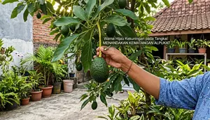 Arti Warna Tangkai pada Alpukat, Penanda Buah Siap Dimakan atau Belum