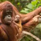 Sinar menjadi bayi orangutan kedua yang lahir di Taman Nasional Gunung Palung. (dok. Biro Humas KLHK/Dinny Mutiah)