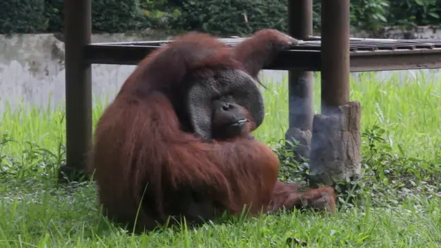 Orangutan Kebun Binatang Bandung Merokok
