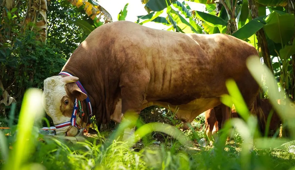 <p>Tak tanggung-tanggung, salah satu sapi Raffi Ahmad dan Nagita Slavina punya berat mencapai 1,3 ton.&nbsp;(Instagram/raffinagita1717)</p>