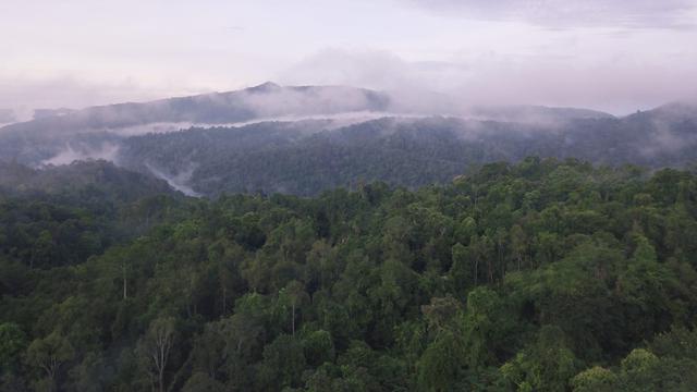 Hutan Batang Toru