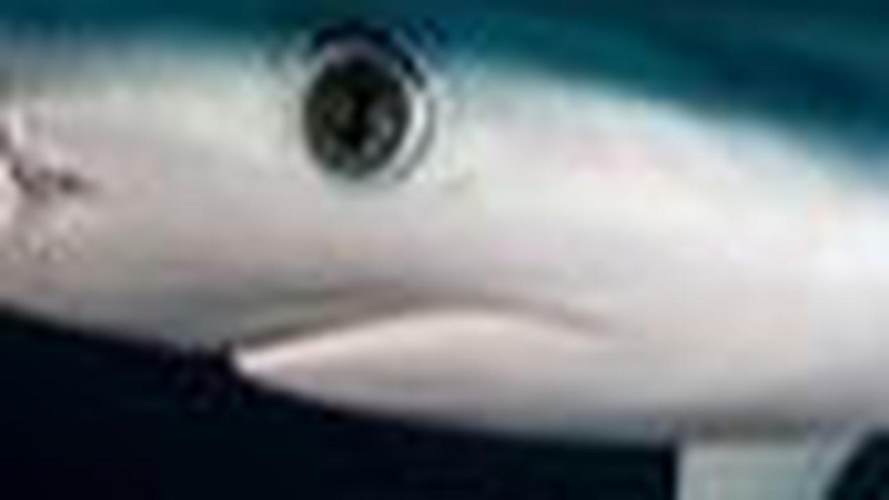 <b>Jenis Hiu Bluntnose Sixgill</b><br>