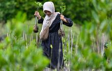 FOTO: Aksi Pelajar Aceh Menanam Mangrove Sambut Hari Sumpah Pemuda