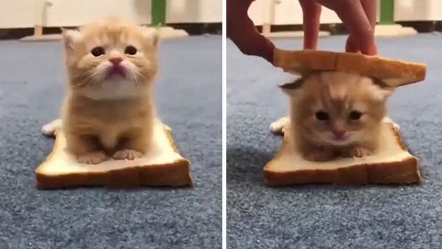 7 Potret Menggemaskan Anak Kucing Ini Bakal Bikin Harimu Cerah - Citizen6  Liputan6.com