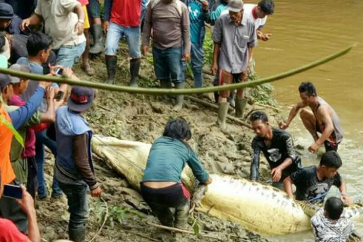 Buaya Peneror Warga di Kutai Timut Berhasil Ditembak