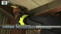 Rumah warga di Bangkok, Thailand, 'diserbu' ular-ular. Apa penyebabnya?