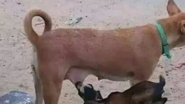 7 Potret Nyeleneh Hewan Salah Asuh, Ada Kucing yang Menyusu dengan Monyet