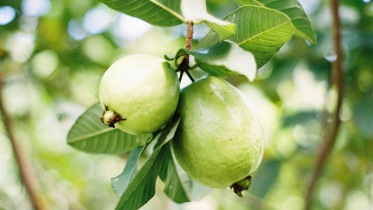 Jambu Biji Kristal