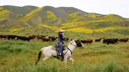 Peternak mengawasi sapi-sapi di bawah kaki bukit Tremblor Range, California, AS, Kamis (6/4). Mekarnya ribuan bunga warna-warni dikenal dengan sebutan 'Super Bloom' membuat bukit Tremblor Range terlihat indah. (AFP Photo/ Robyn Beck)