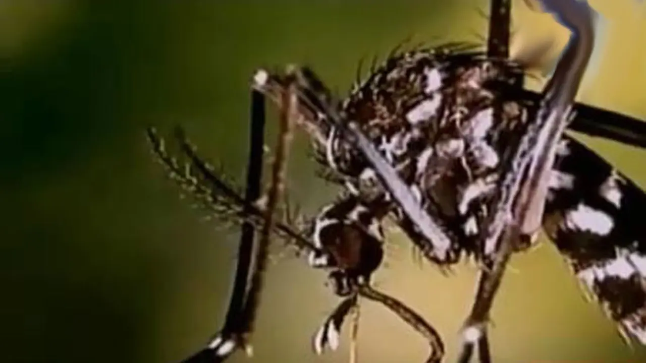 Segmen 3: Penyebaran Virus Zika