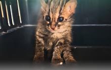 Habibat Hangus Terbakar, Anak Kucing Kuwuk Ditemukan Warga di Sawah